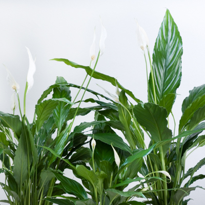 piante per luoghi di lavoro